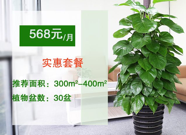 568元綠植租賃套餐